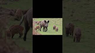 Wild boar sow with humbugs keeping her eye on the photographers [upl. by Sanford]