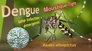 Piqûre Moustique tigre Fièvre Dengue Grippe Tropicale infections par Virus dengue zika chikungunya [upl. by Edorej]