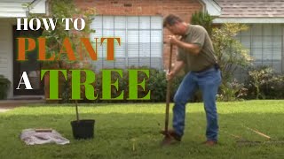 How to Plant a Tree in your Yard [upl. by Zilevi]