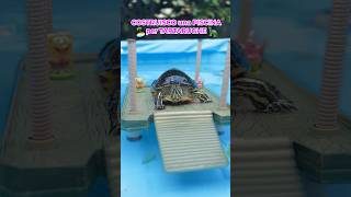 COSTRUISCO una PISCINA per TARTARUGHE🏝️🐢🤩 tartarughe turtle dog cane piscina [upl. by Dall482]