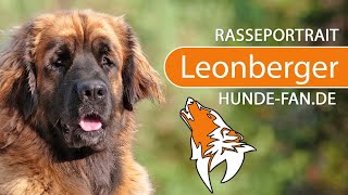 ► Leonberger 2018 Rasse Aussehen amp Charakter [upl. by Saeger]