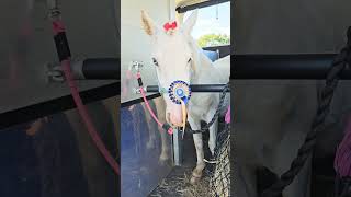 Belvoir castle ride Jack did so well 3 miles around the castle grounds 5yearold kids horseride [upl. by Nugesulo]