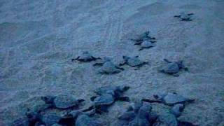 Nacimiento de tortugas marinas en playa la Escobilla Oaxaca [upl. by Yerffeg501]