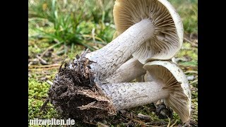 Dunkelschuppiger Seifenritterling Tricholoma Saponaceum Var Adosiacum [upl. by Tnek]