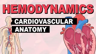 Cardiovascular System Anatomy  Hemodynamics Part 1 [upl. by Enelegna]