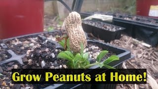 How to Grow Peanuts in the Home Garden amp Cook Them to Eat [upl. by Alohcin]