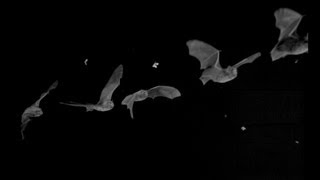 Bat Echolocation Sonar [upl. by Diad]