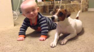 Jack Russell Dog teaches baby to crawl [upl. by Ahsika]