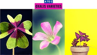 Oxalis Varieties A to Z [upl. by Urbana889]