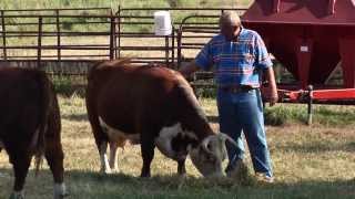 Miniature Herefords [upl. by Ansel]