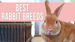 Best Rabbit Breeds for Beginners [upl. by Craig]