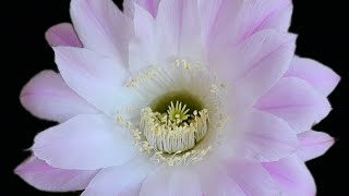 Echinopsis Cabaret echinopsis cactus [upl. by Georgi329]