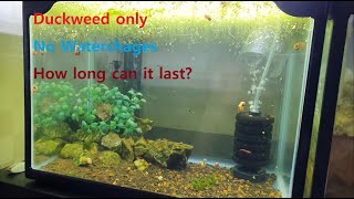 No water change aquarium with only duckweed possible 1 Year experiment [upl. by Priscella]