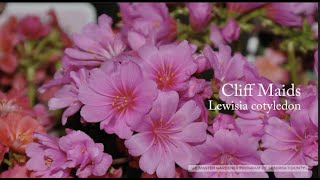 Lewisia cotyledon Cliff Maids [upl. by Nerraw]