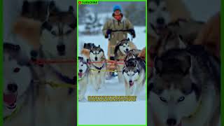 ALASKAN HUSKY SLED DOG  Iditarod  Dogsled  Mushing  Sled Dog Racing  Sled Dog Team shorts [upl. by Ayoted]