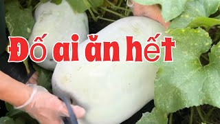 Trái bí khổng lồ còn bự hơn trái dưa hấu của chị Năm  giant winter melon [upl. by Randee]