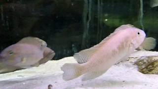 wwwtropheuscompl  Telmatochromis dhonti Bangwe [upl. by Moishe586]