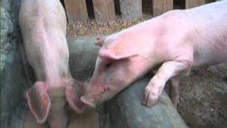 Rearing Pigs in Kenya [upl. by Alabaster480]