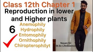 Lecture 6 AnemophilyHydrophilyEntomophilyOrnithophilyChiropterophily [upl. by Wehtta736]