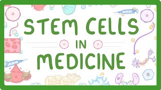 GCSE Biology  Stem Cells in Medicine [upl. by Ahrat528]