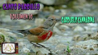 Canto Pardillo  Carduelis Cannabina  Volúmen 10 [upl. by Knight]