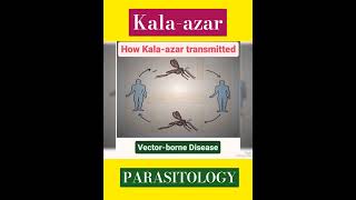 Kalaazar Disease Leishmania donovani👍Obligate intracellular protozoa👍Parasitology👍🔬✅ [upl. by Jobi]