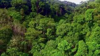 Flying in the rainforest South East Asia [upl. by Alasdair]