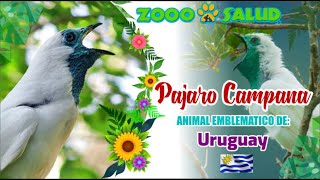 El Pájaro Campana Animal Emblemático de Paraguay [upl. by Neirrad]