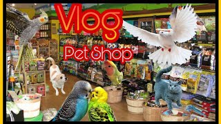 Pet Shop Vlog Pondicherry  Many Birds and Fishes [upl. by Carbrey461]