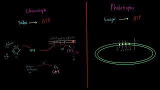 Chemotrophs vs Phototrophs EVERYTHING YOU NEED TO KNOW Biology Metabolism MCAT [upl. by Ahsena264]