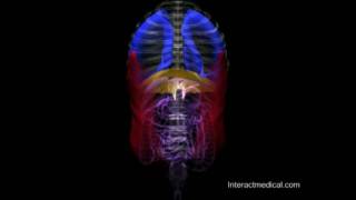 Normal Respiratory Cycle [upl. by Lin571]