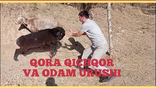 QURBON HAYIT 2021 YIL QORA QUCHQOR VA ODAM URUSHI [upl. by Madella943]