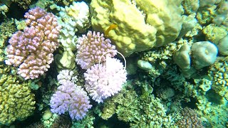 Découvrez la biodiversité du récif corallien de la mer Rouge en 4 minutes de snorkeling [upl. by Eatnuahc405]