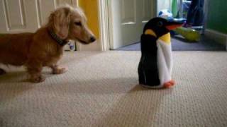 Dachshund Vs Penguin [upl. by Rubens572]