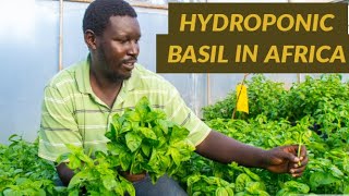 How to Grow Hydroponic Basil in Kenya Africa [upl. by Seugram]