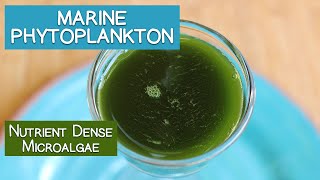 Marine Phytoplankton A Nutrient Dense Microalgae [upl. by Ulla]