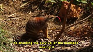 Australian Marvels Unveiling the Wonders of the Numbat Natures Banded Beauty [upl. by Yleve]