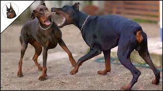 My Dobermans playing in slow motion looks scary 🤣😂😅😃 [upl. by Rudwik]