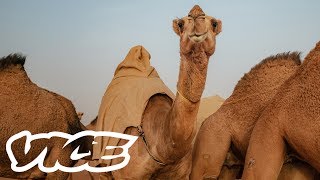 Camel Racing in Saudi Arabia A Million Dollar Industry [upl. by Edna]