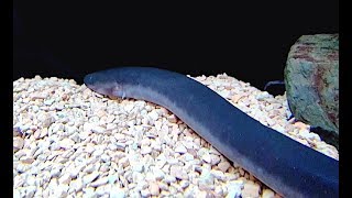 フタユビアンフューマ Amphiuma means [upl. by Swec]