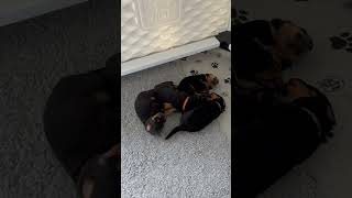 Beautiful AKC Beauceron puppies beauceron beauceronpuppy [upl. by Freeland]