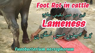 Lameness In Cow And Buffalo Treatment  Foot Rot Treatment And Diagnosis In Cattle And Buffalo [upl. by Januarius]