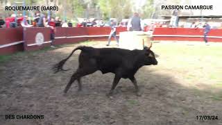 JOURNÉE VOTIVE À LA MANADE DES CHARDONS DE ROQUEMAURE LE 170324 [upl. by Sisi]