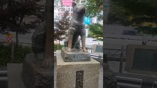 The Hachiko statue in Shibuya is a poignant symbol of loyalty and devotion [upl. by Odradlig436]