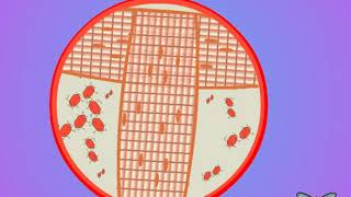 04 Trehalose and insect circulation [upl. by Mulry]