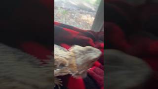 Chilling by the window straykids beardeddragon animal cute lizard [upl. by Pretrice]