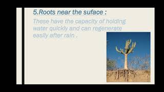 Xerophytic Plants and Animals  Class 12 Biology [upl. by Absalom]