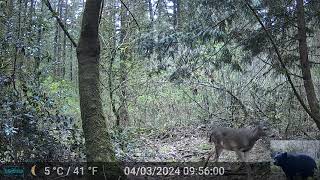 Deer in Front of Our Trail Camera [upl. by Shaughnessy684]