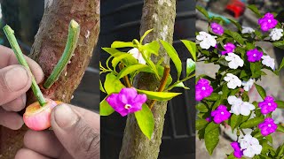 Unique Techniques How To Grow Brunfelsia Pauciflora plant In Bougainvillea Branch  Grafting system [upl. by Hesper]