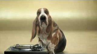 Basset Hound Beat Box [upl. by Ynots]